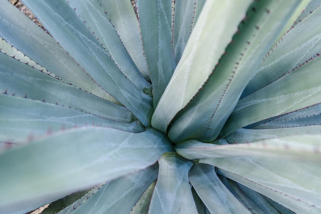 Agave, tu mejor aliado para cuidar tu melena este verano - Imagen 3